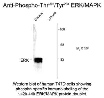Western Blot: ERK1 [p Thr202, p Tyr204] Antibody [NB500-141]